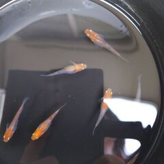紅白メダカ　５匹