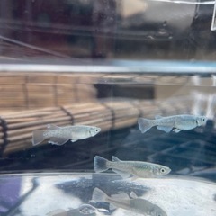 【値下げ】マリアージュ　オス1 メス2  ラストですの画像