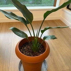 値下げ　観葉植物3点セットの画像