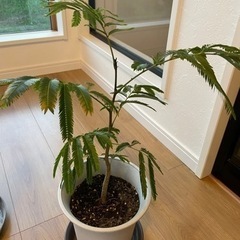 値下げ　観葉植物3点セットの画像