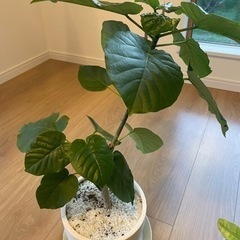 値下げ　観葉植物3点セット