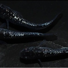 富士宮めだか 上見強ラメブラックダイヤ クラウドグレーダイヤ　1ペアの画像