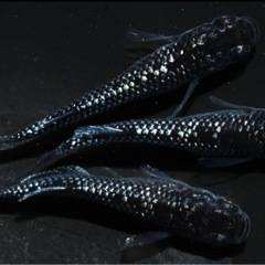 富士宮めだか 上見強ラメブラックダイヤ クラウドグレーダイヤ　1ペアの画像