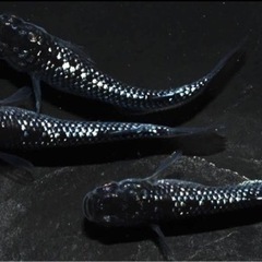 富士宮めだか 上見強ラメブラックダイヤ クラウドグレーダイヤ　1ペアの画像