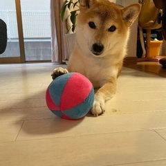 千葉市　里親募集致します