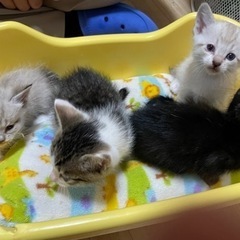 4匹の子猫の里親募集