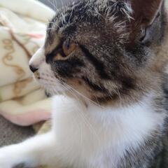 県内で募集っ！ 白キジの甘えん坊さん