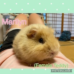 モルモット2匹の里親を急募してます！