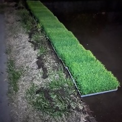 ひとめぼれ苗さしあげます