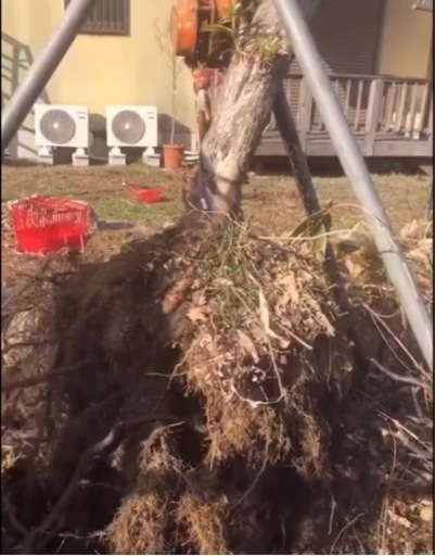 植木伐採、植木抜根、その他家の事なら何でも出来ます