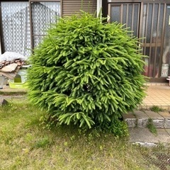 この木の名前わかりませんが差し上げます。クリスマスツリー 外構工...