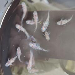 あけぼのダルマメダカ容器より　ダルマ　半ダルマ　ショートの画像