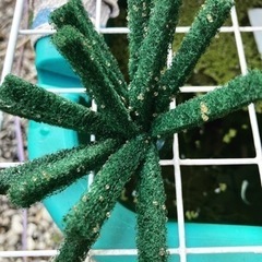 ゾウリムシ販売の画像