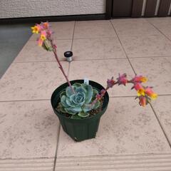 エケベリア七福神　大株　抜き苗