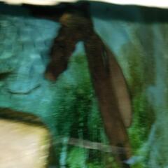 日本淡水魚　テナガエビ　ハゼ　カワアナゴの画像