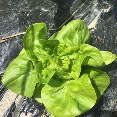 【自然栽培こひめ農園☆畑で直売♪　レタス類100円セール！　野菜...