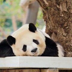 【初心者向け】中国語オンラインレッスン