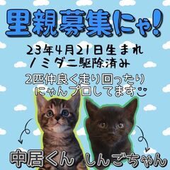 生後1ヶ月過ぎ位　元気いっぱい仲良し兄弟【6月4日(日曜日)　🌟...