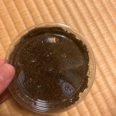 ノコギリクワガタ幼虫