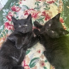 優しい里親さんにお迎えしていただきました。ありがとうございました。