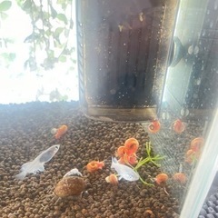 コケ取り巻貝レッドラムズホーンの画像