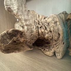 流木　インテリア　珍しい木の画像