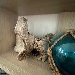 流木　インテリア　珍しい木の画像