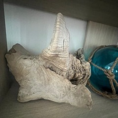 流木　インテリア　珍しい木の画像