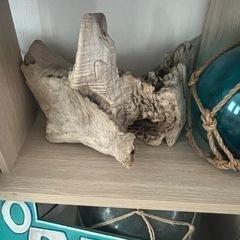 流木　インテリア　珍しい木