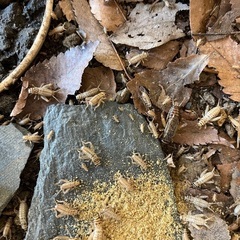 【生き餌】ヨーロッパイエコオロギ S〜M　1匹10円