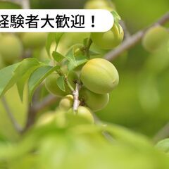 【時給1,300円！】梅収穫作業及びネット片付けのお仕事！【単発/短期求人】の画像