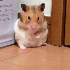ゴールデンハムスター　里親募集 近隣の方、お届け可能