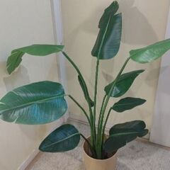 フェイクグリーン 0528の画像