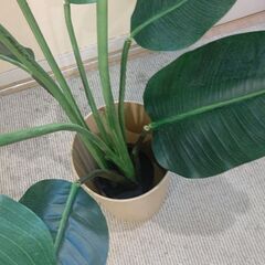 フェイクグリーン 0528の画像