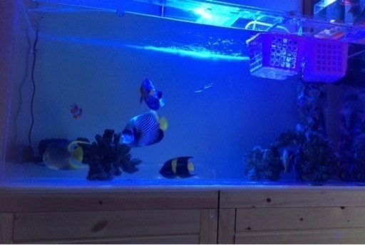 Kessil A350 水槽用LED照明