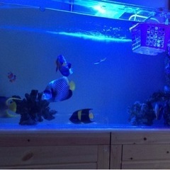 Kessil A350 水槽用LED照明