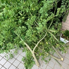 《‼️至急‼️》モリンガの葉あげます！(枯れちゃうので本日のみ)‼️