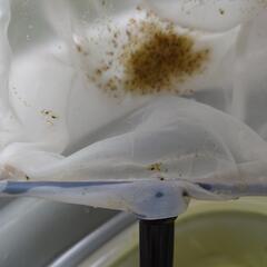 ミジンコ(食い付き抜群)画像の網の量の画像