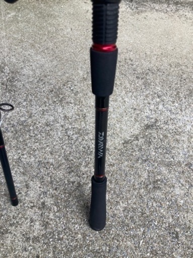 ブセファランドラsp.レッドレイン (red vein)大株 クリアランス