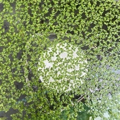 🐟水草個別売り🐟の画像