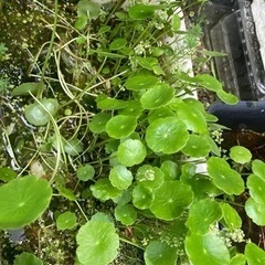 🐟水草個別売り🐟の画像