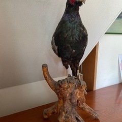 きじの剥製の画像