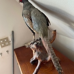 きじの剥製の画像