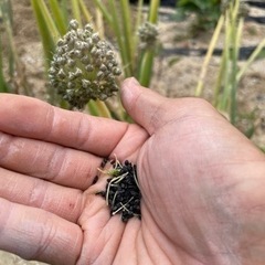 薬味ネギ　種