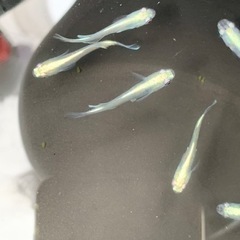 ﾄﾞﾗｺﾞﾝﾌﾞﾙｰ 画像の子達