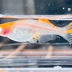 プラチナ牡丹めだか