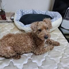 犬友、お散歩友達募集です！