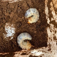 ギラファノコギリクワガタ　フローレンス産　幼虫