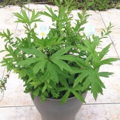 二輪草と雪柳の寄せ植えの画像