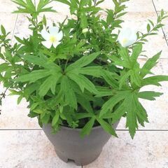 二輪草と雪柳の寄せ植え